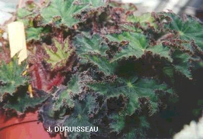 B. ‘Gaystar’